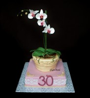 /album/narodeninove/orchidea-v-kvetinaci-1-jpg/